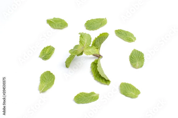 Obraz Fresh mint isolated on white background