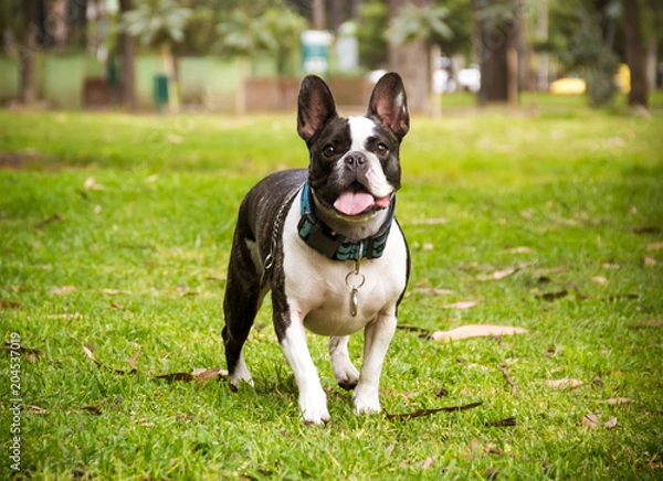 Fototapeta  a french bulldog dog standing on the grass with trees in the background