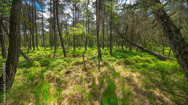 Fototapeta Forest in Bavaria in spring
