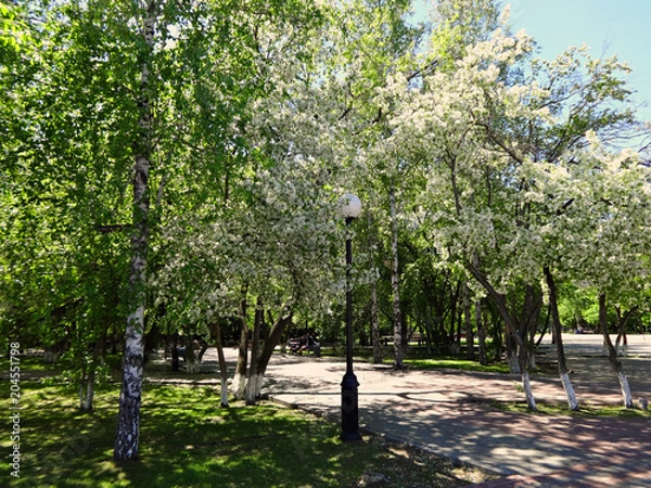 Obraz Цветение белых яблонь в парке в солнечный весенний день 