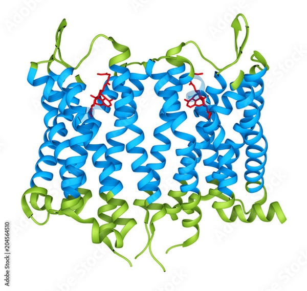 Fototapeta Biological Structure of an Opioid Receptor Membrane Protein