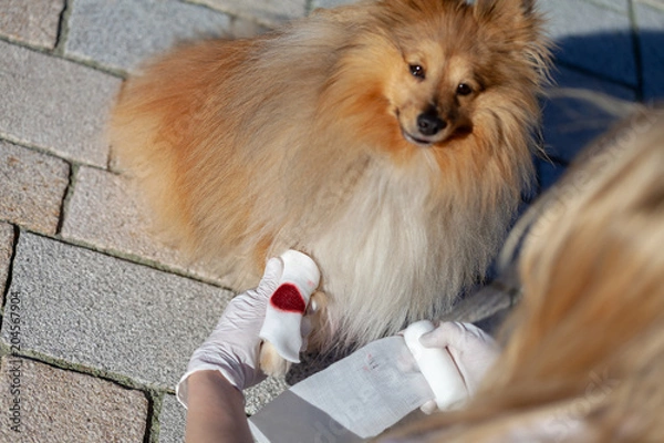 Obraz A human puts a bandage on a bleeding paw from a shetland sheepdog