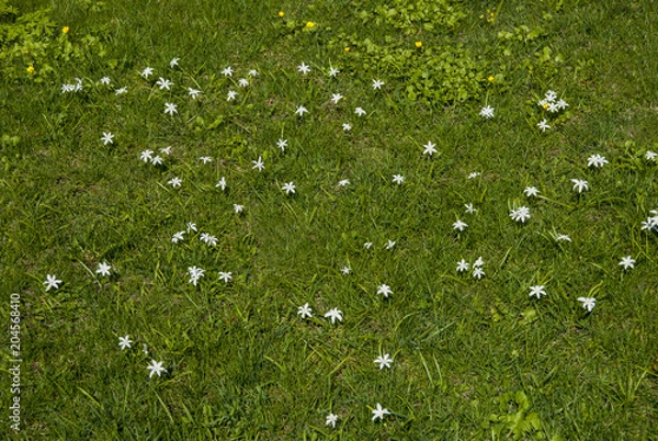 Fototapeta Green grass background on a field  with white and yellow flowers