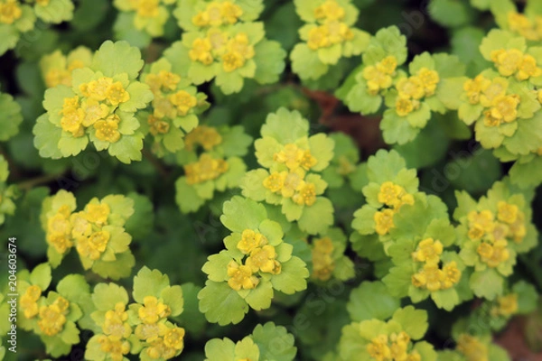 Fototapeta Spleen, alternate, ordinary (Chrysosplenium alternifolium) - perennial plant