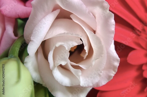 Obraz Wunderscöne pink blume, macro