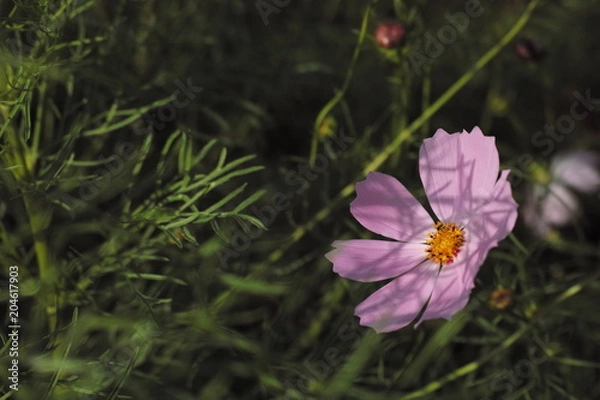 Fototapeta コスモス