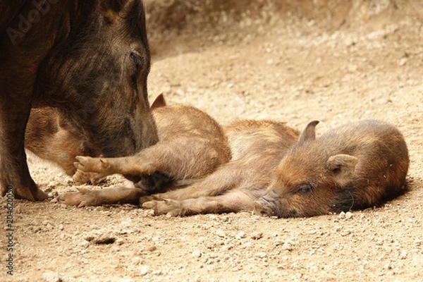 Obraz お昼寝うり坊