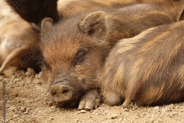 Obraz 寝るうり坊の顔