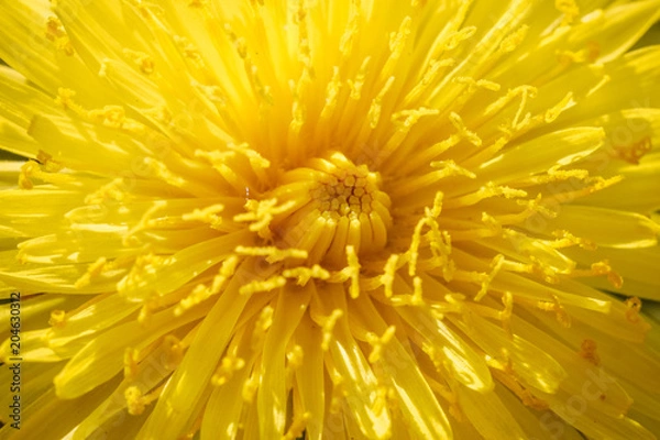 Fototapeta Yellow dandelion macro close up flowers on background of green spring meadows.