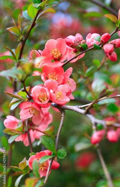 Fototapeta red spring blossom