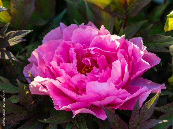 Fototapeta Pfingstrosenblüte