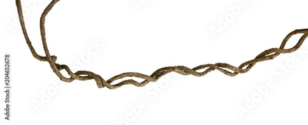 Obraz Twisted wild liana jungle vine isolated on white background, clipping path included