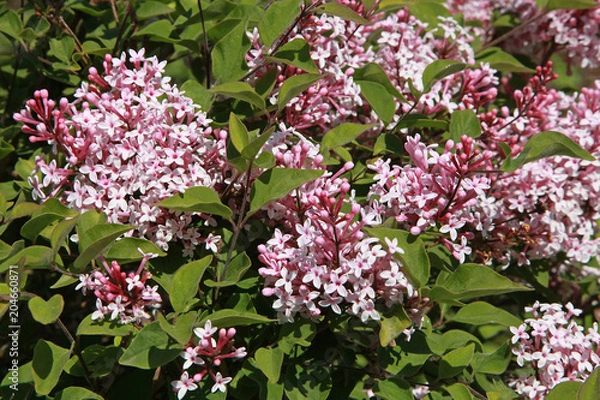 Obraz Lilas microphylla