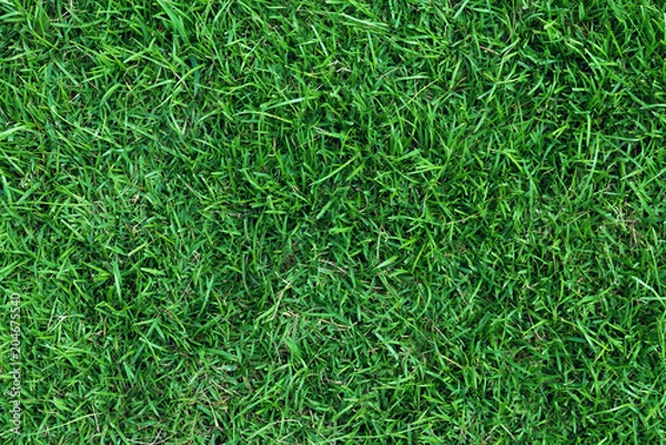 Fototapeta Top View of green grass field texture. 
