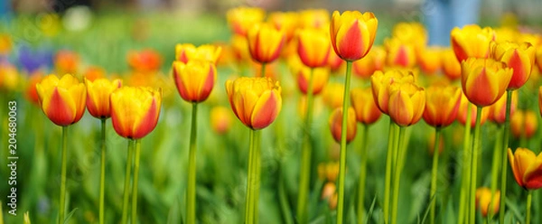 Obraz Flowers in Botanic garden