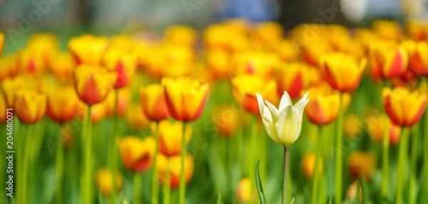 Obraz Flowers in Botanic garden