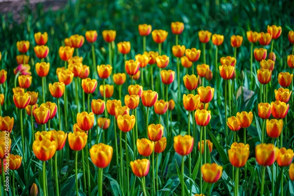 Obraz Flowers in Botanic garden