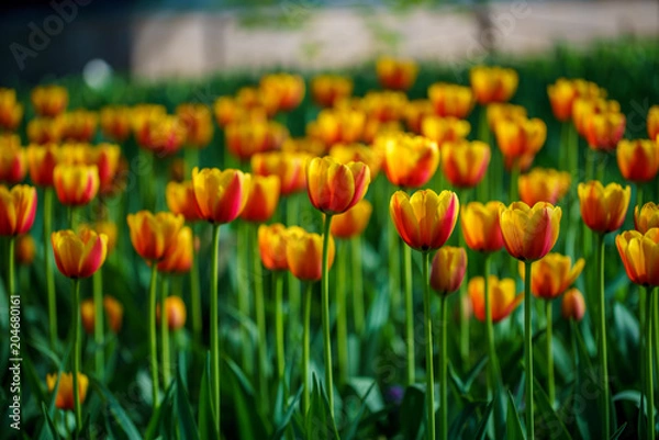 Obraz Flowers in Botanic garden