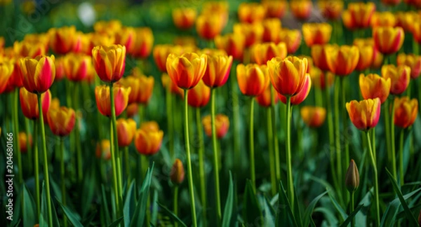 Obraz Flowers in Botanic garden