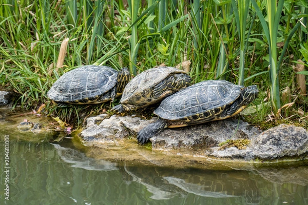 Fototapeta Schildkröten