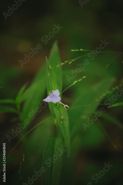 Fototapeta Small flower