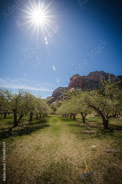 Fototapeta slide rock apple trees