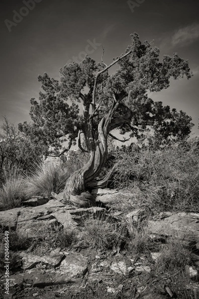 Fototapeta twisted tree sedona