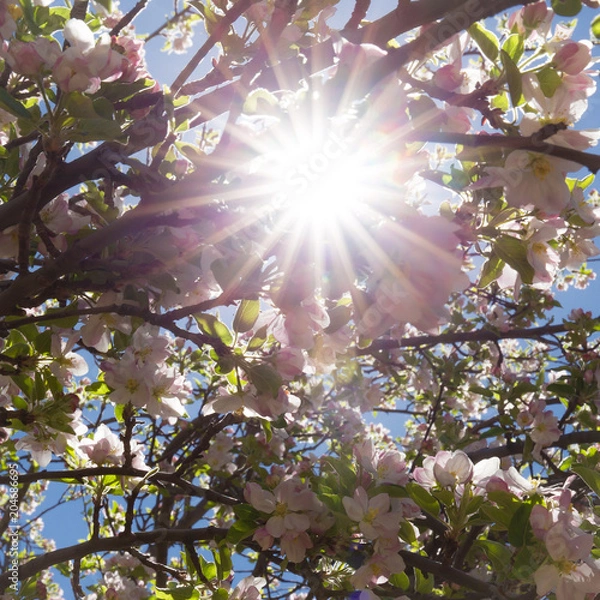 Fototapeta apple tree sun