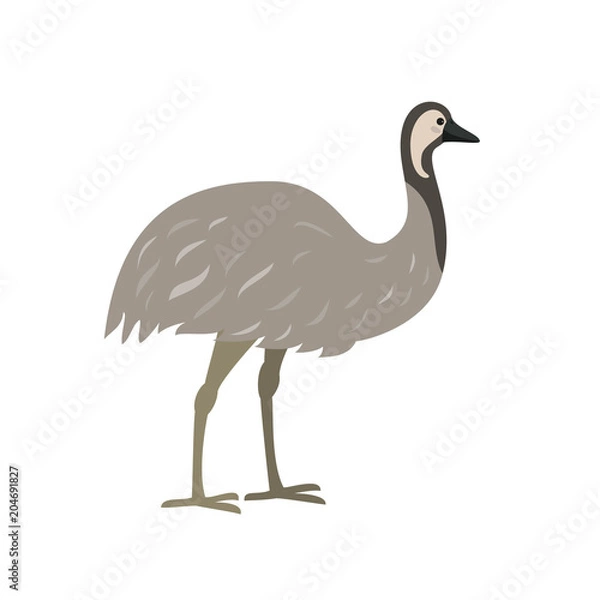 Fototapeta Australijski emu ptak na białym tle.