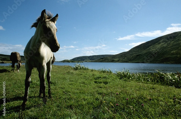 Obraz cheval blanc en irlande