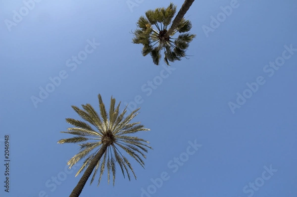 Obraz palmiers et ciel