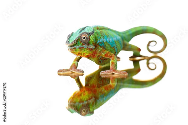 Obraz Alive Chameleon Reptile