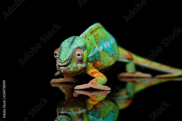 Obraz żywy gad kameleon