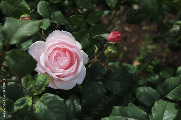 Obraz rose-9