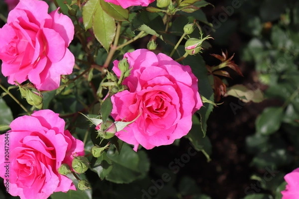 Obraz rose-5