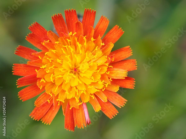 Fototapeta 橙色の花