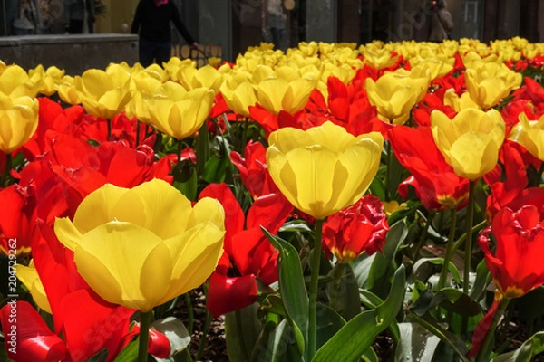 Obraz colourful blossom tulip