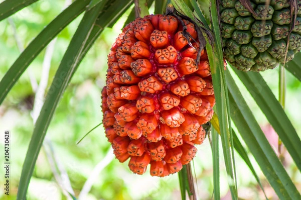 Obraz Pandanus tectorius