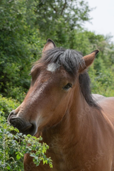 Fototapeta Cheval de trait belge