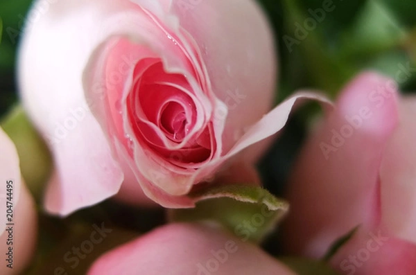 Obraz Wunderschöne pink rose, macro