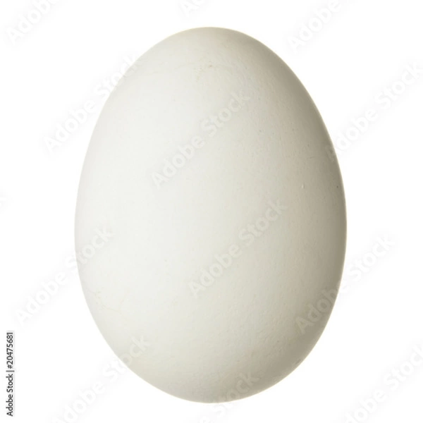 Obraz Chicken egg