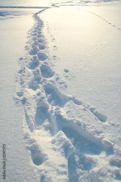 Fototapeta traces dans la neige