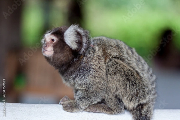Fototapeta Marmoset, Small monkey.
