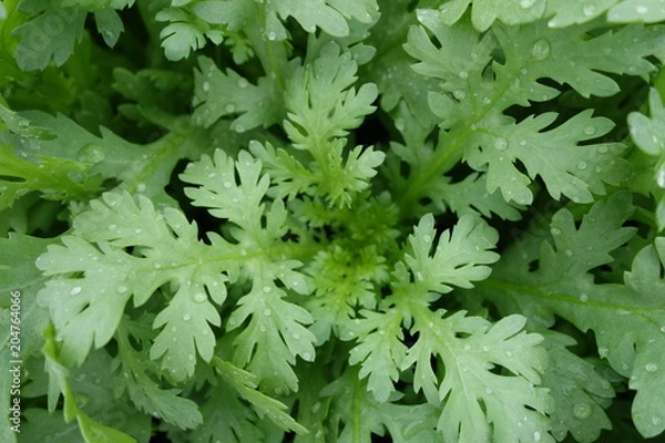 Fototapeta 野菜畑の春菊の葉