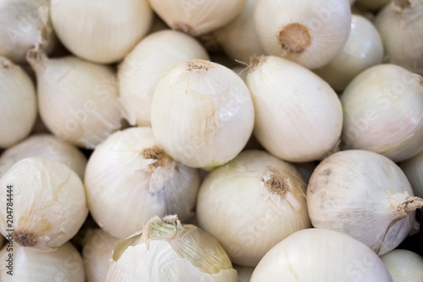 Obraz Biała cebula na rynku świeżej żywności, zbieranie białej cebuli bio tło