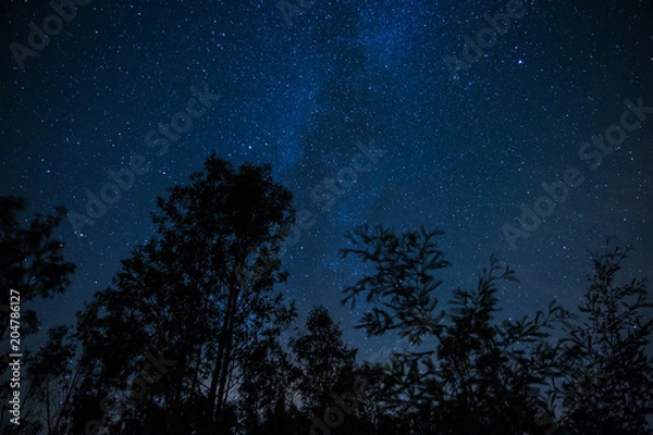 Obraz Milky way and trees