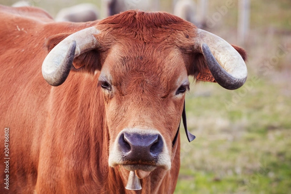 Fototapeta Arouquesa Cow