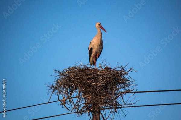 Obraz Cegonha no ninho