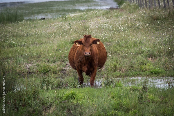 Obraz Vaca grávida