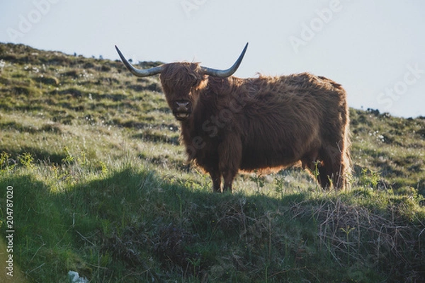 Obraz Scottish Highland Cow
